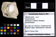 Foto (Objekt + Etiketten) von Goniodromites sp. 